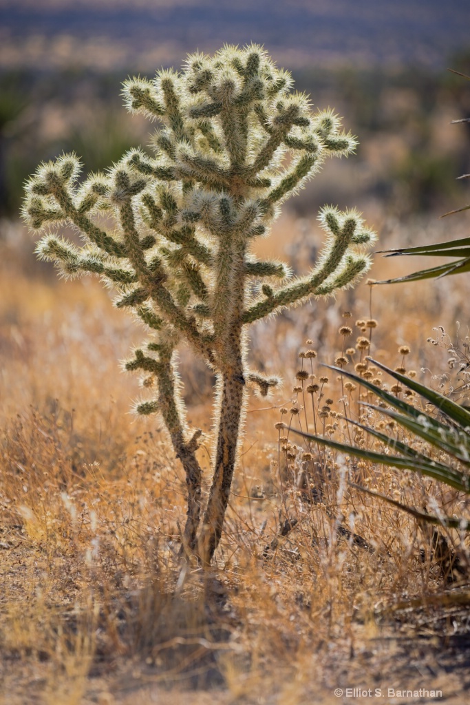 JoshuaTree 11