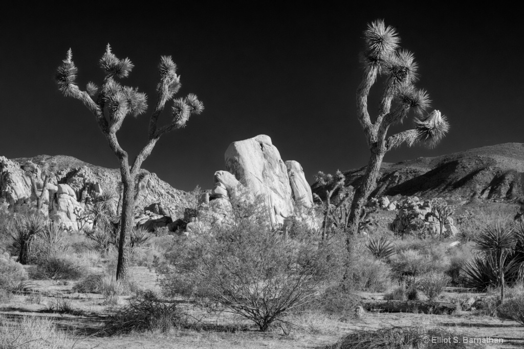 JoshuaTree 10