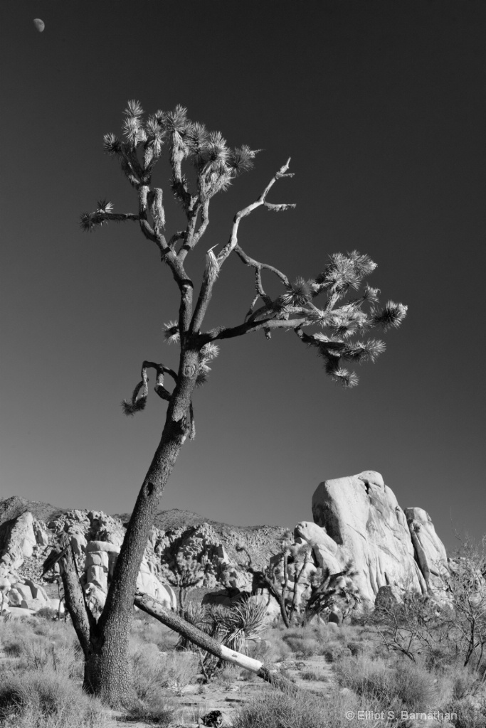 JoshuaTree 9