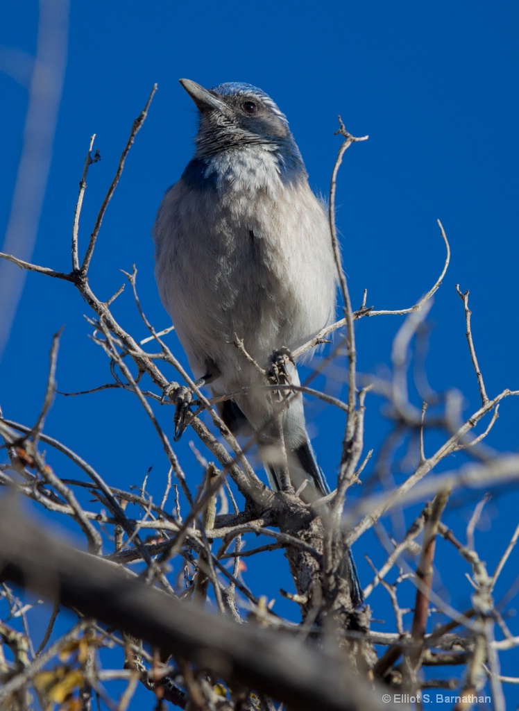 JoshuaTree 8