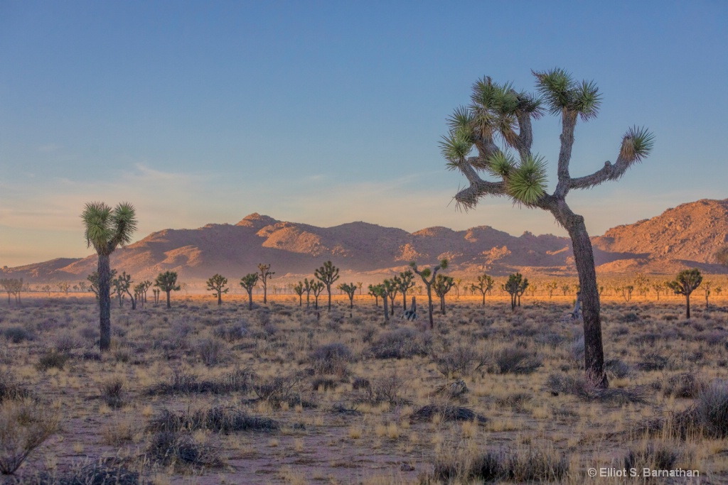 JoshuaTree 6