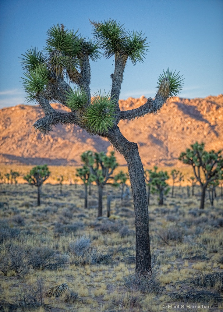 JoshuaTree 5