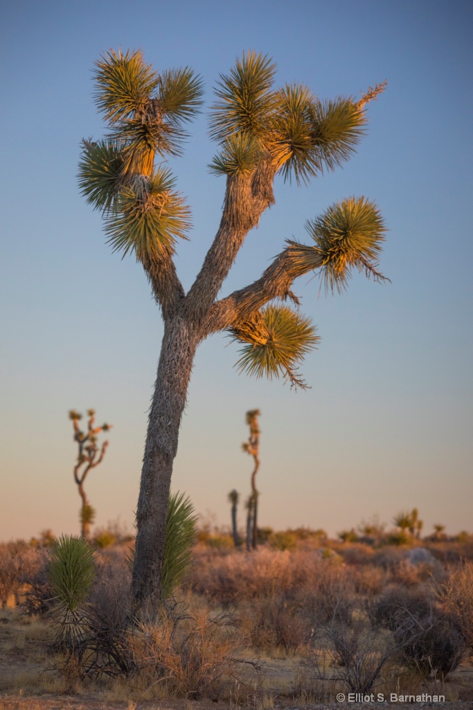 JoshuaTree 4