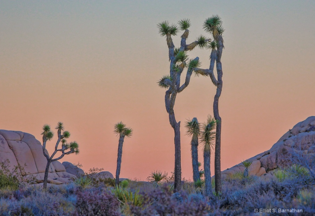 JoshuaTree 3