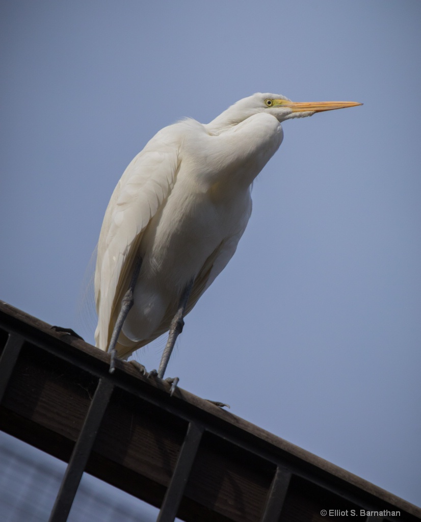 San Diego Zoo 44