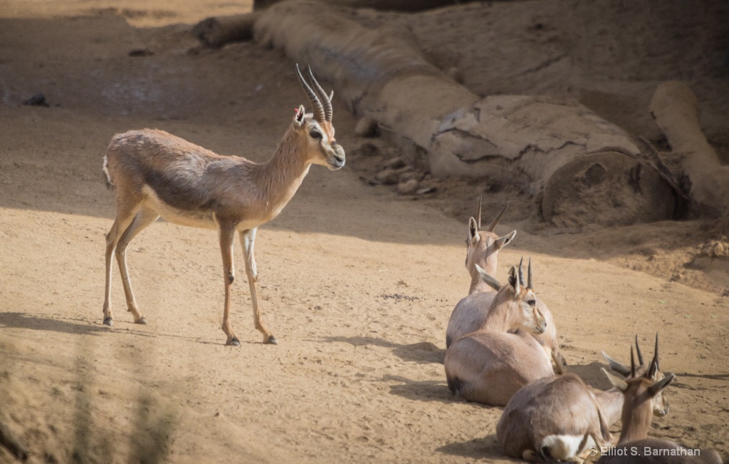 San Diego Zoo 43