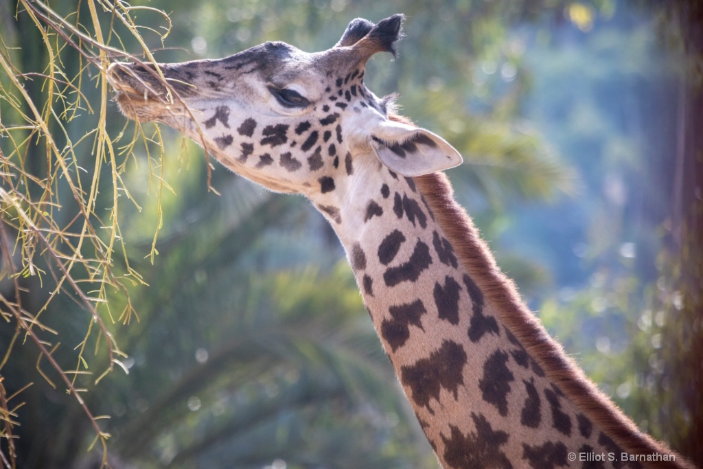 San Diego Zoo 39