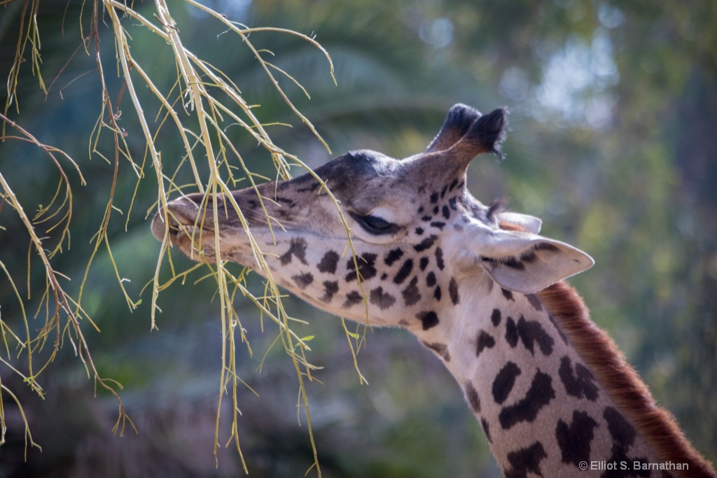 San Diego Zoo 38