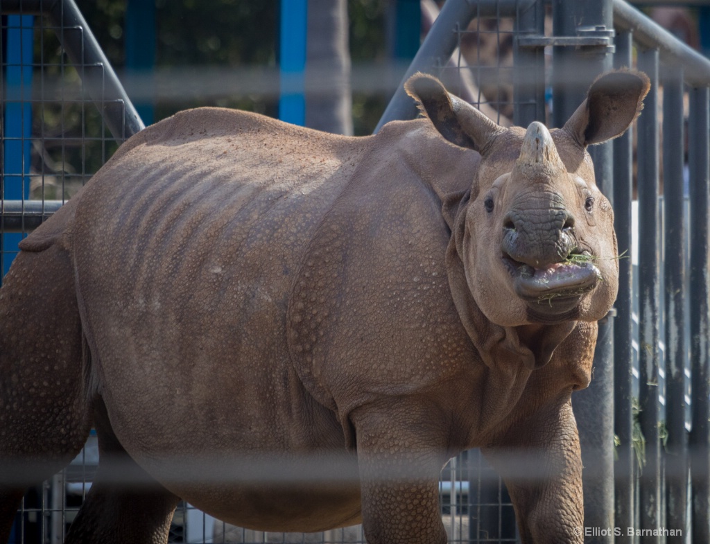 San Diego Zoo 37