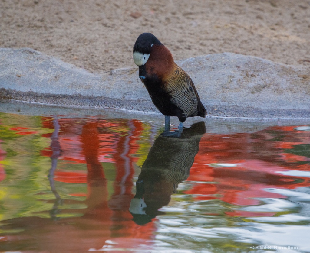 San Diego Zoo 36