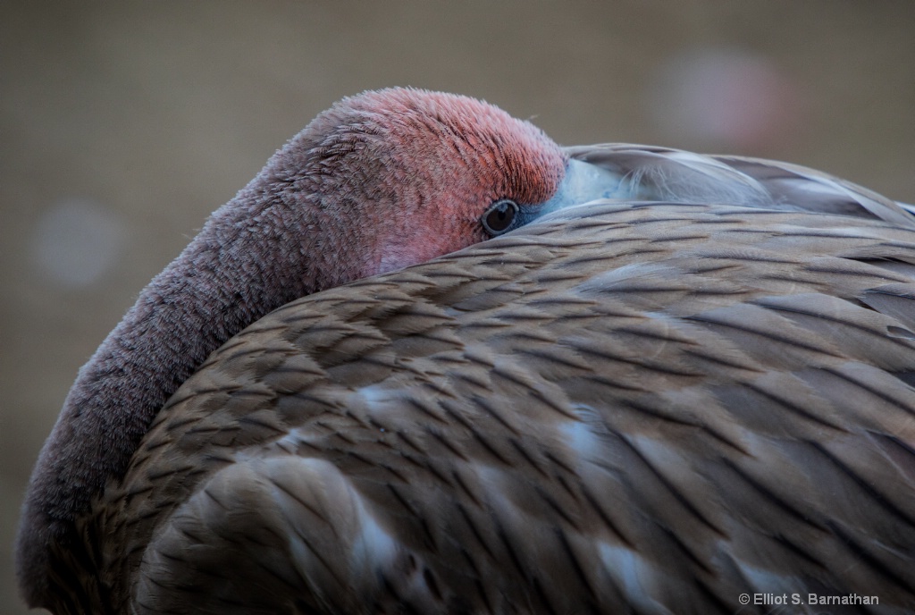 San Diego Zoo 33