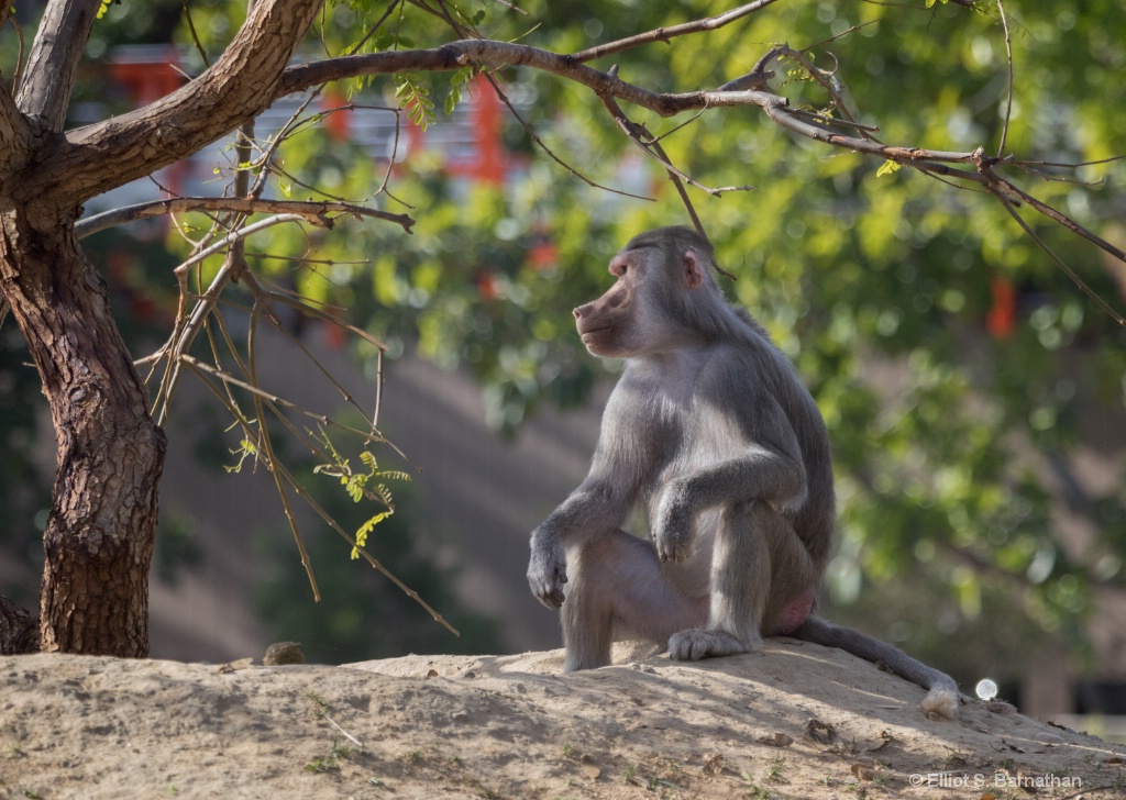 San Diego Zoo 28