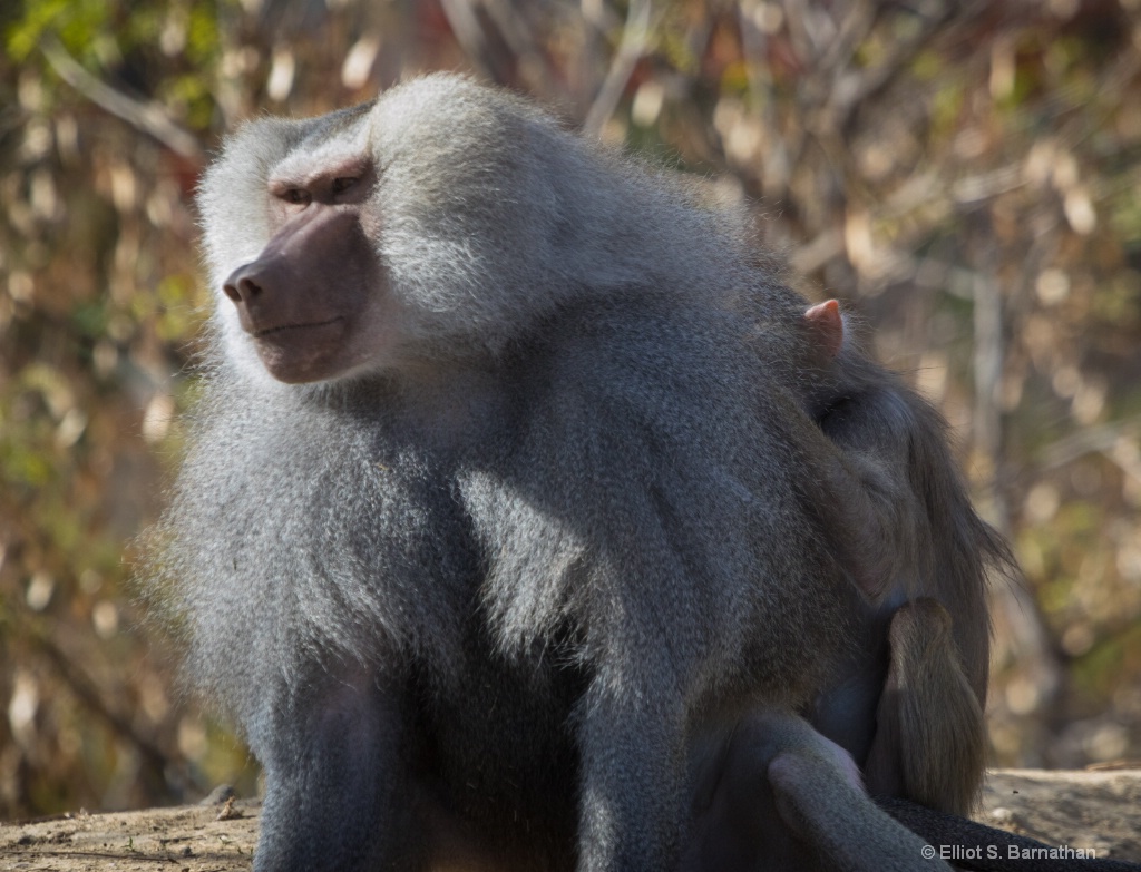 San Diego Zoo 26