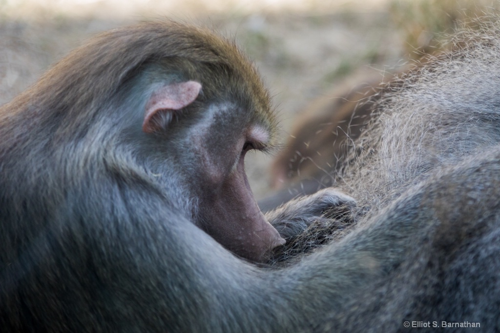 San Diego Zoo 23