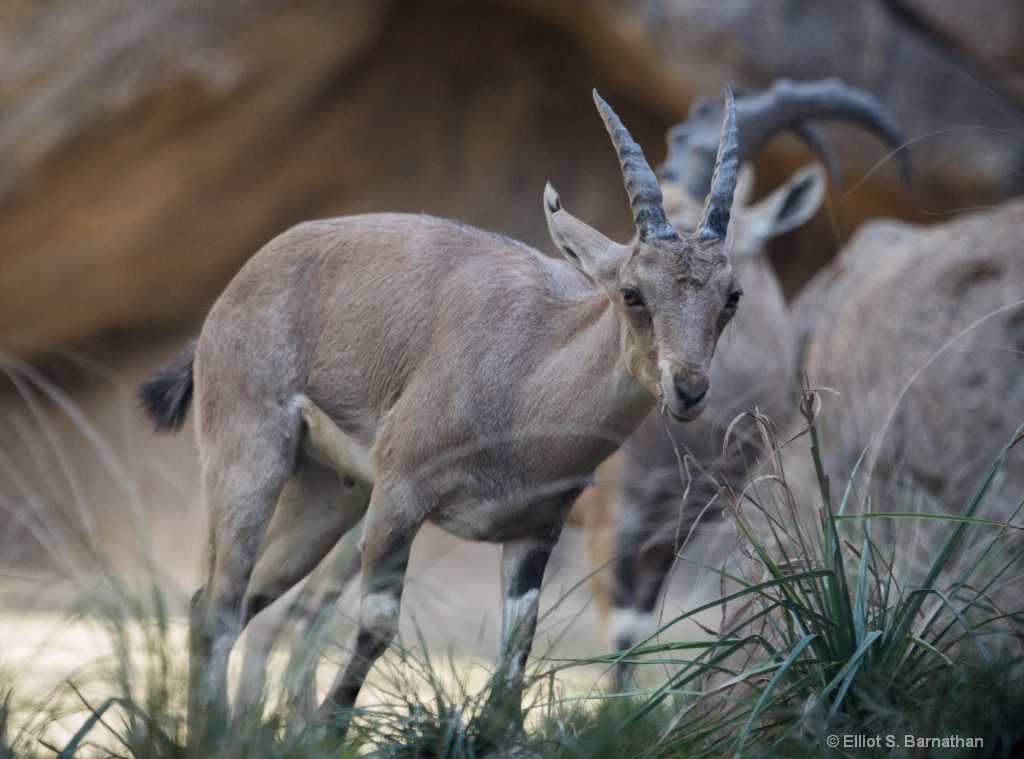 San Diego Zoo 21