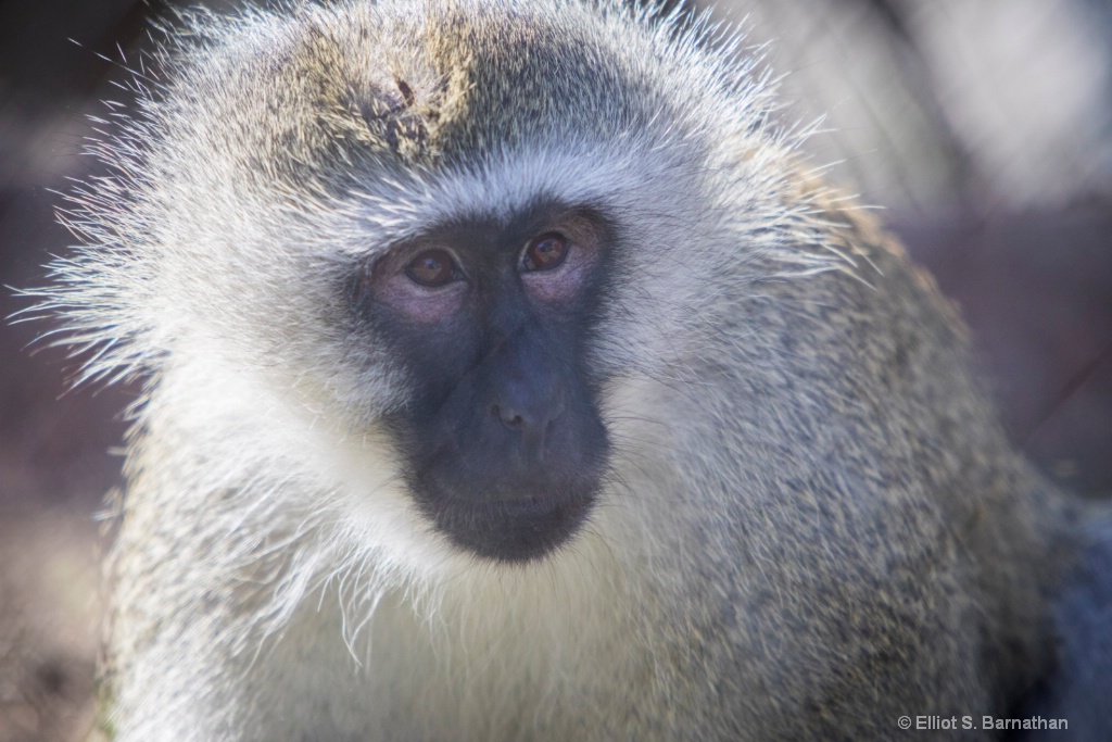 San Diego Zoo 19