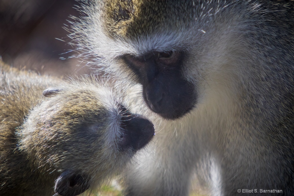 San Diego Zoo 18