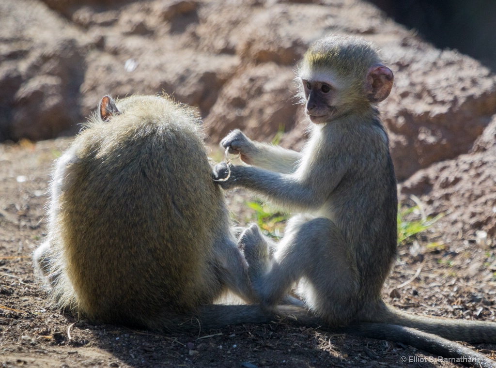 San Diego Zoo 17