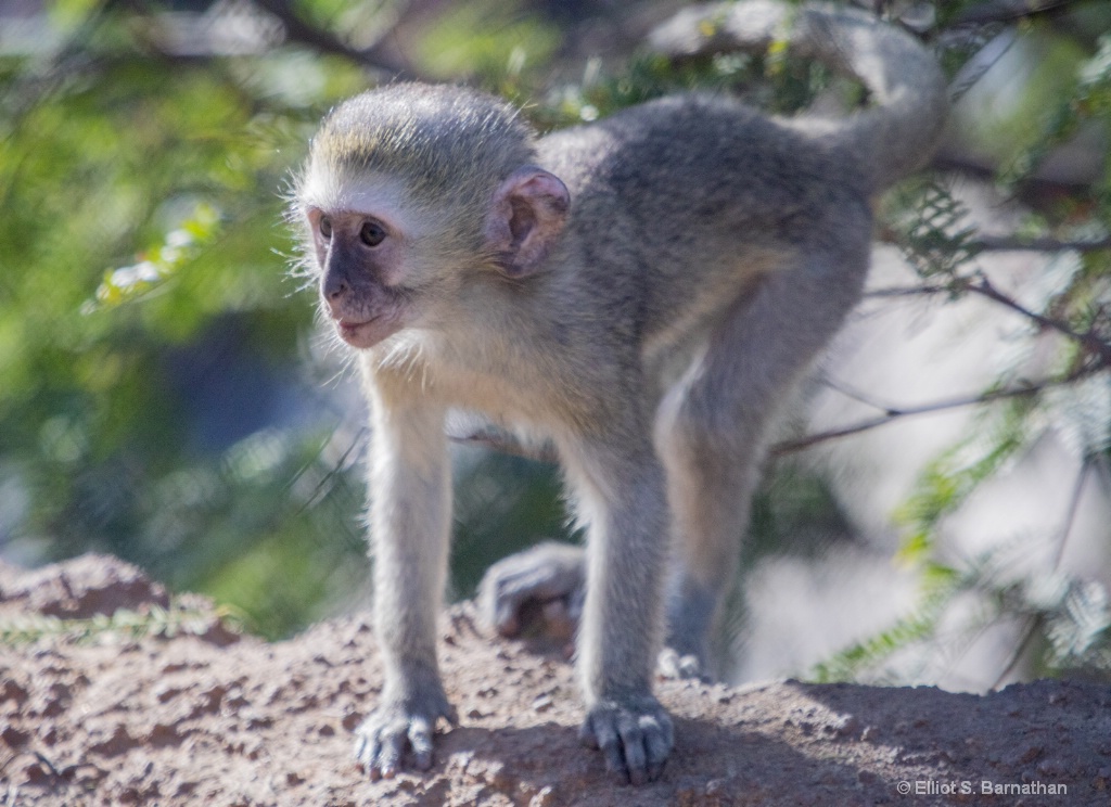 San Diego Zoo 16