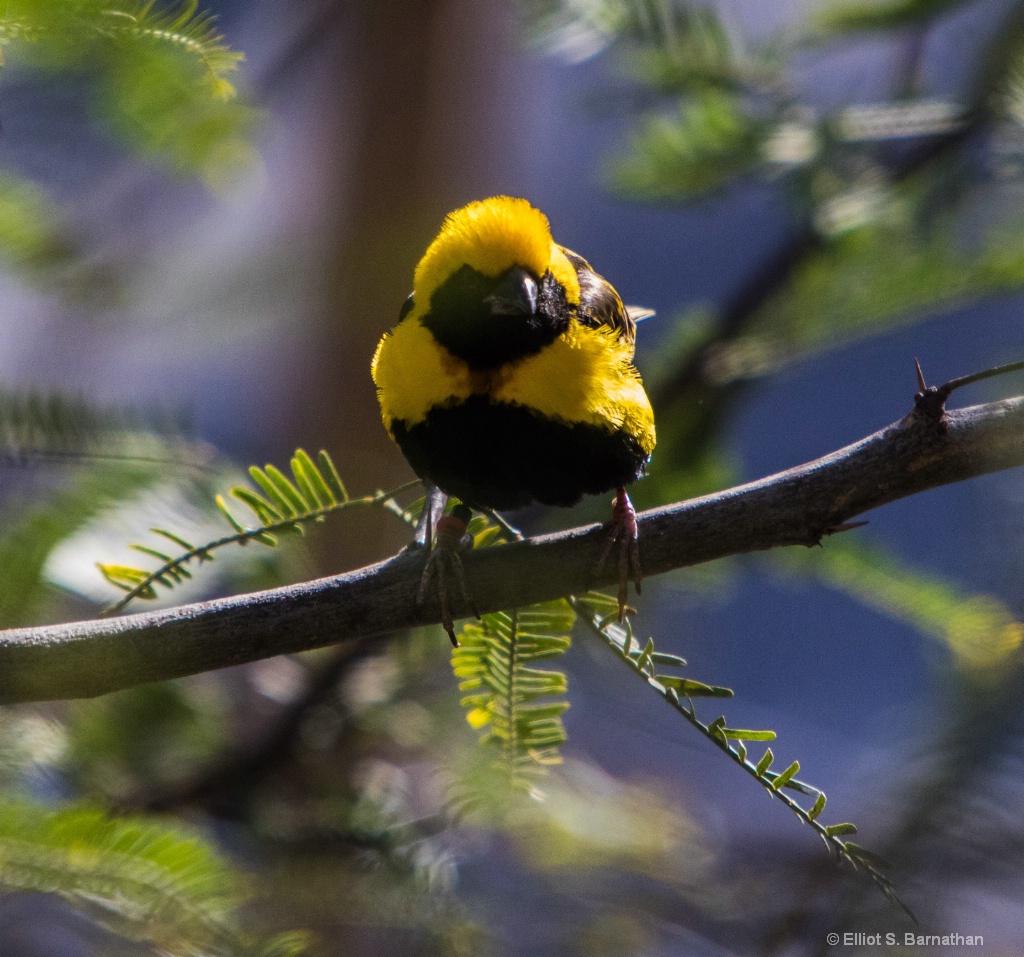 San Diego Zoo 12