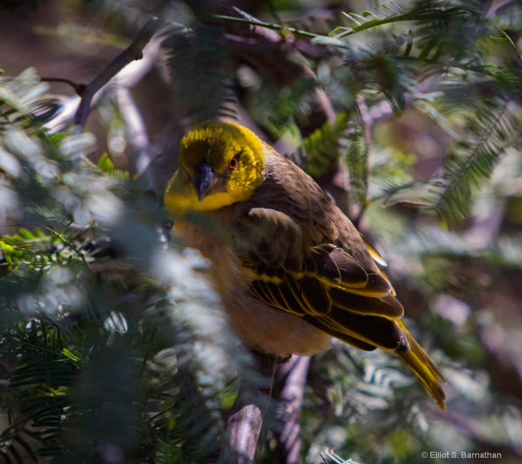 San Diego Zoo 11