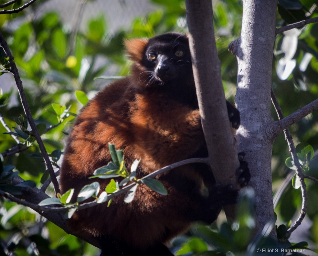 San Diego Zoo 9