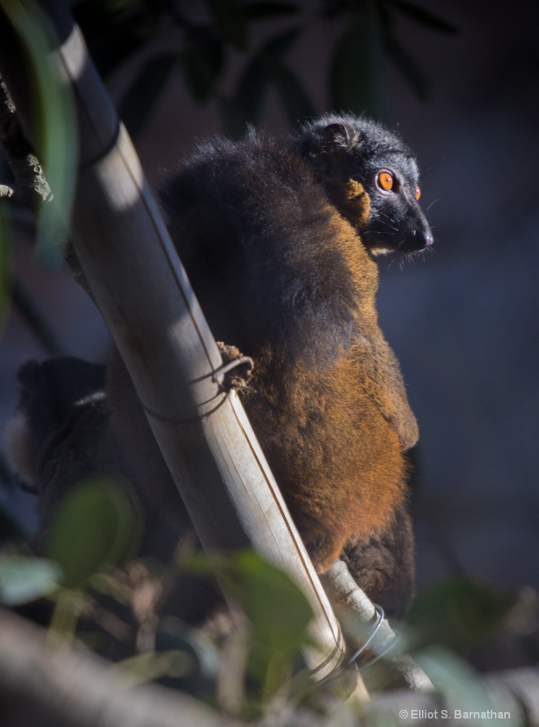 San Diego Zoo 8