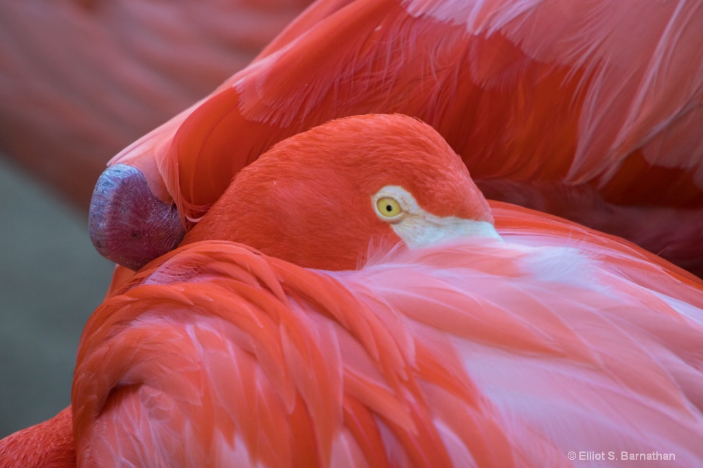 San Diego Zoo 4