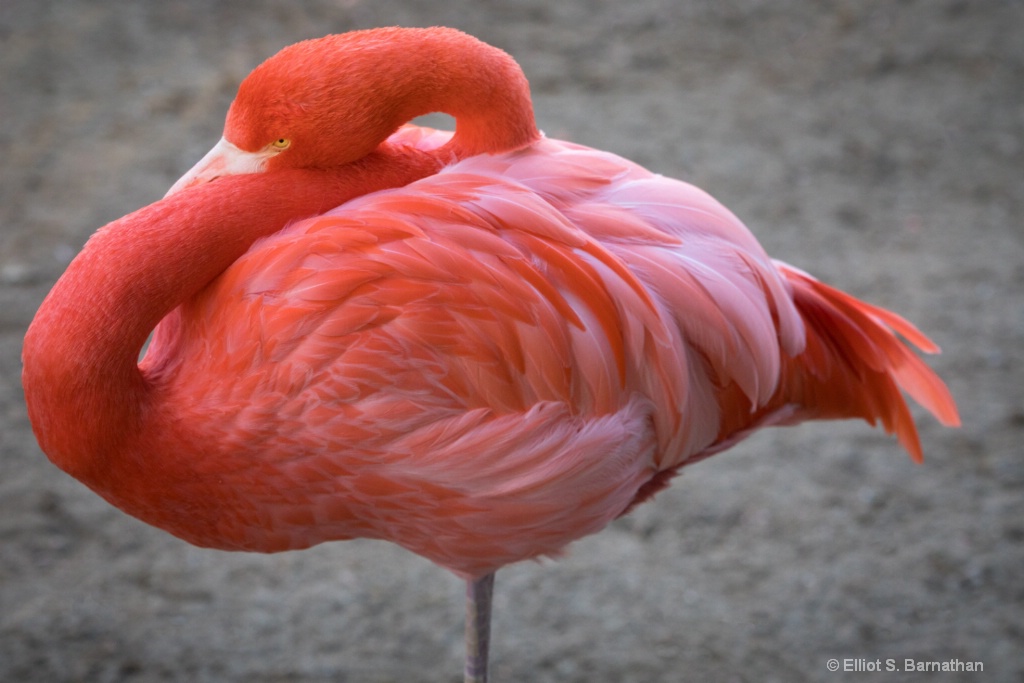 San Diego Zoo 2