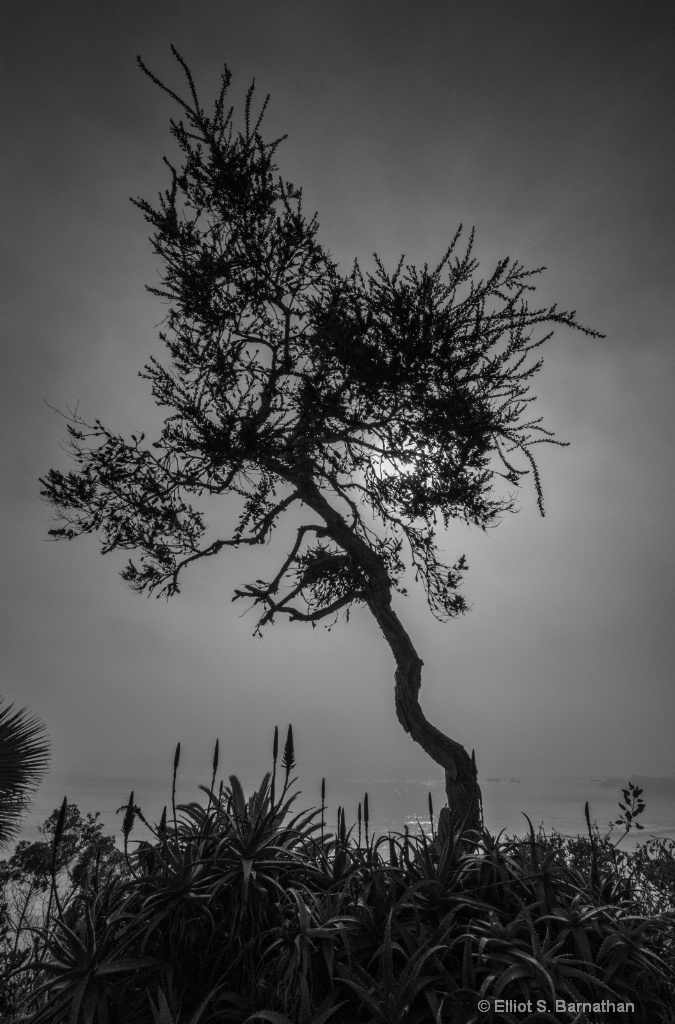 Joshua Tree