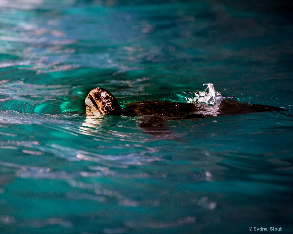 sea turtle