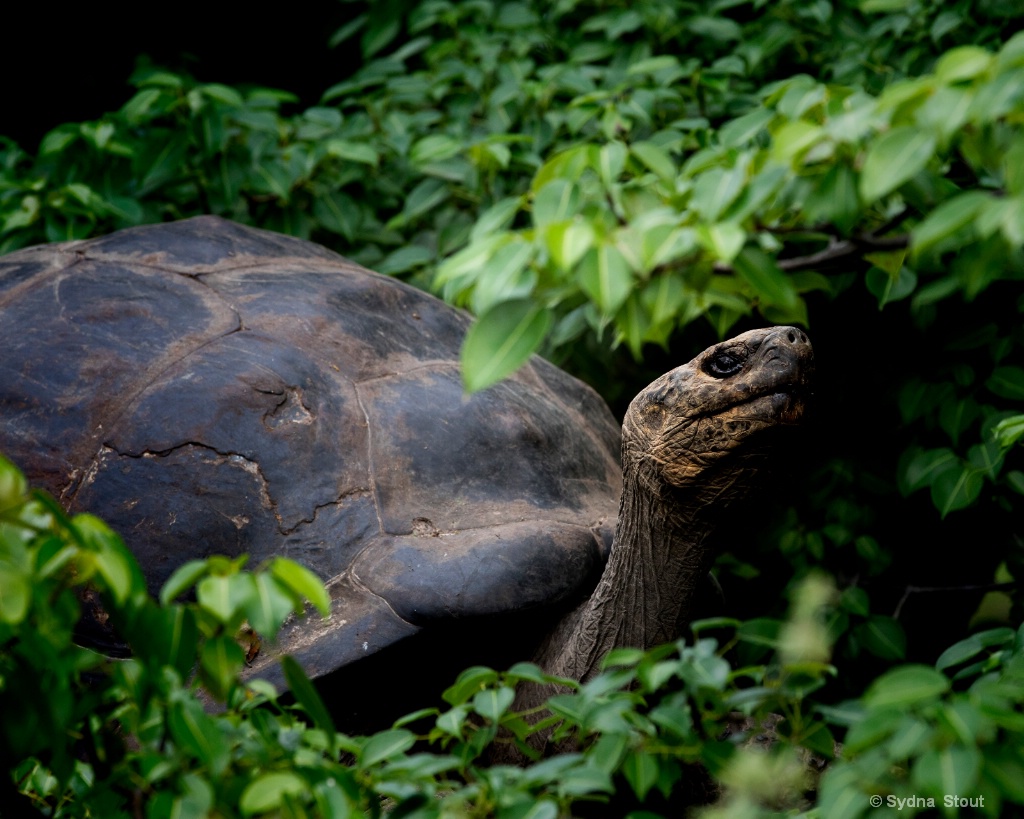 galapogos land tortoise 