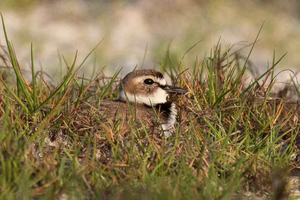 Nesting Plover