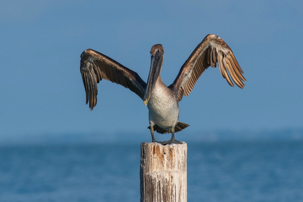 Kung Fu Fighting Pelican