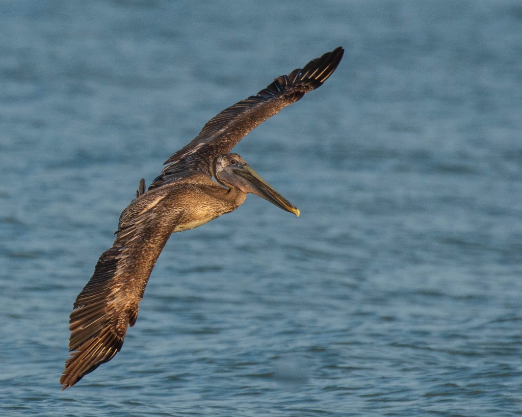 Soarin' Pelican