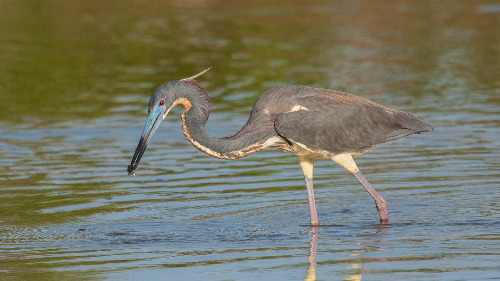 Searching for Breakfast