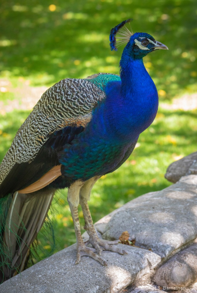 Peacock 3