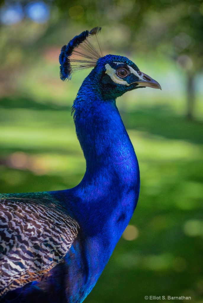 Peacock 2