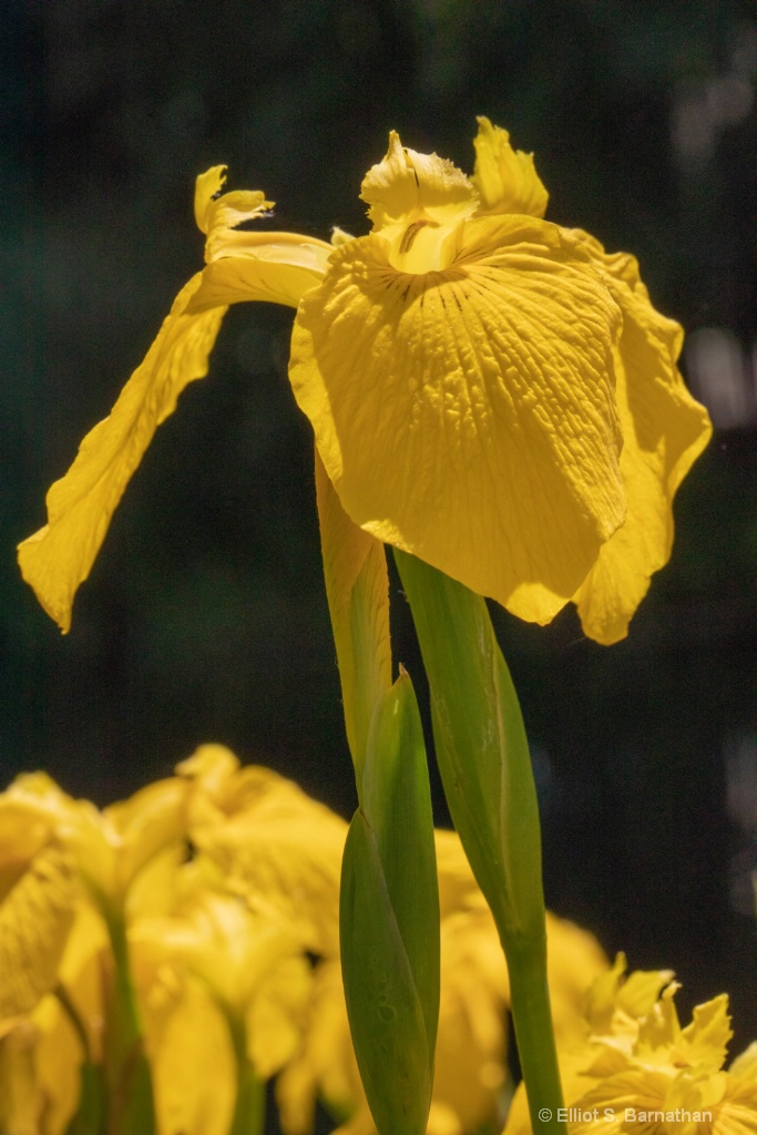 Iris