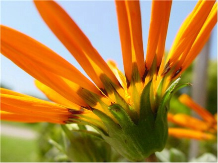 gazania