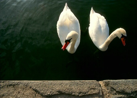 Dancing Swans