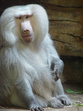 Mamadryas Baboon