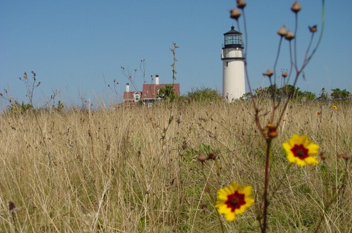 Cape Cod