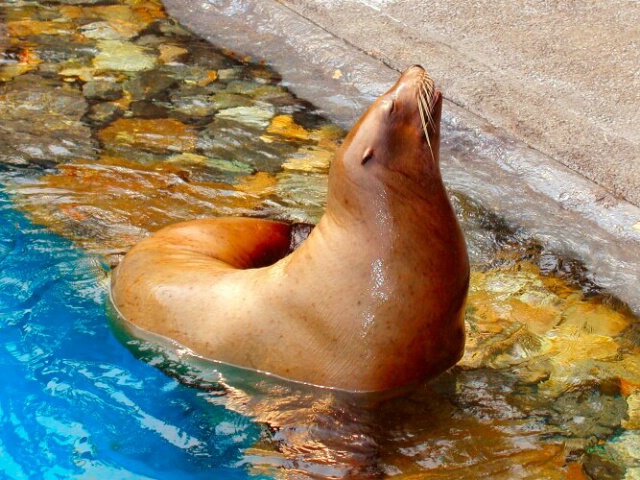 Sea Lion 