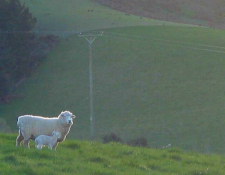 Sheep with her baby