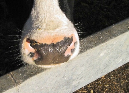 Nosy cow