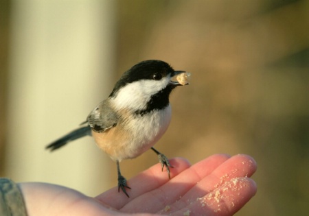 Hungry little bird