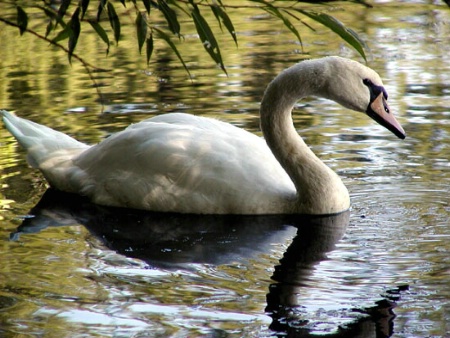 Glistening Swan