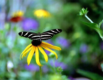 zibra butterfly