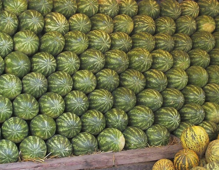 Geometrical Melons
